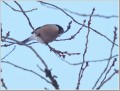 ウソ