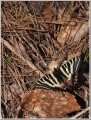 ギフチョウ ギフチョウ