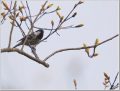 ヒガラ ヒガラ