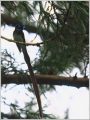 サンコウチョウ