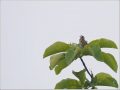 ホオアカ