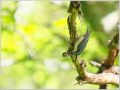ゴジュウカラ ゴジュウカラ