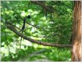 サンコウチョウ サンコウチョウ