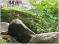 カワガラス