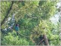 ブッポウソウ ブッポウソウ