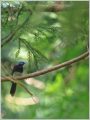 サンコウチョウ