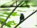 サンコウチョウ