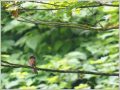 サンコウチョウ