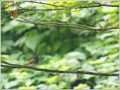 サンコウチョウ