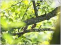 サンコウチョウ