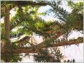 キクイタダキ キクイタダキ
