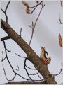 アカゲラ