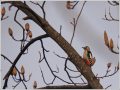 アカゲラ アカゲラ
