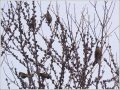 ウソとマヒワ ウソとマヒワ