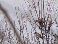 ウソとマヒワ ウソとマヒワ
