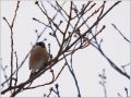 ウソ ウソ
