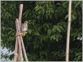 ツグミ