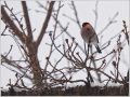ウソ
