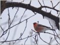 ウソ
