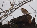 シメ