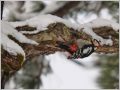アカゲラ アカゲラ