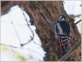アカゲラ アカゲラ