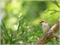 ニュウナイスズメ ニュウナイスズメ