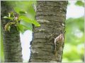 キバシリ キバシリ