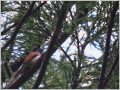 サンコウチョウ