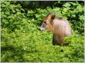 ニホンカモシカ ニホンカモシカ