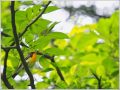 キビタキ キビタキ