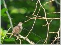 オオヨシキリ オオヨシキリ