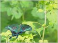 ミヤマカラスアゲハ