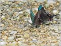 ミヤマカラスアゲハ