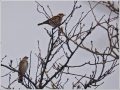 ツグミ ツグミ