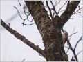 キバシリ キバシリ