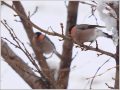 ウソ ウソ
