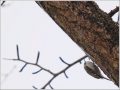 キバシリ キバシリ