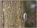 キバシリ キバシリ
