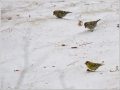 マヒワ
