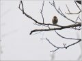 ニュウナイスズメ ニュウナイスズメ