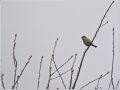 ニュウナイスズメ ニュウナイスズメ