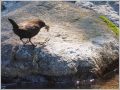 カワガラス カワガラス