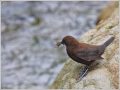 カワガラス カワガラス