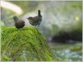 カワガラス カワガラス