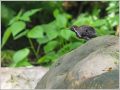 カワガラス カワガラス