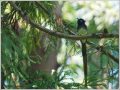 サンコウチョウ