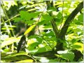 クロツグミ クロツグミ