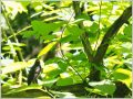 クロツグミ クロツグミ