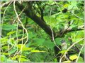 サンコウチョウ